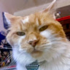 Meet your Posher, Julian